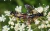 Macrophya montana